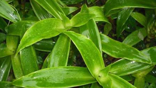 Cơn sốt cây lược vàng có tác dụng gì