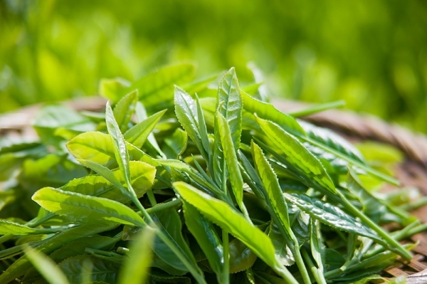 Cách kết hợp bột trà xanh Lidota để trị bách bệnh